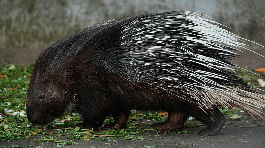 Porcupine