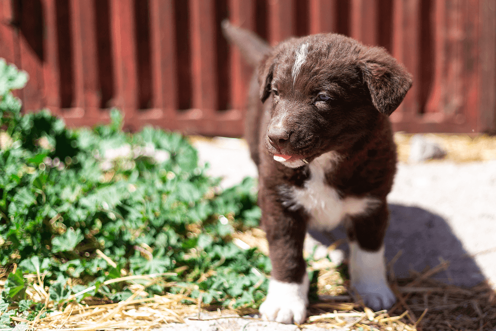 Little puppy in a farm is enjoying a sunny day