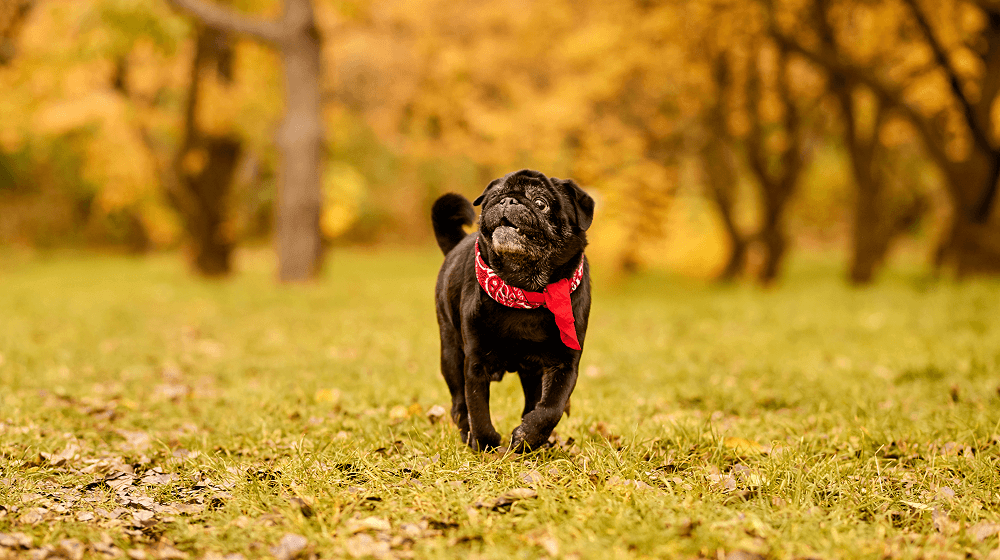 A dog in the park. A black bulldog with a red collar running in the park