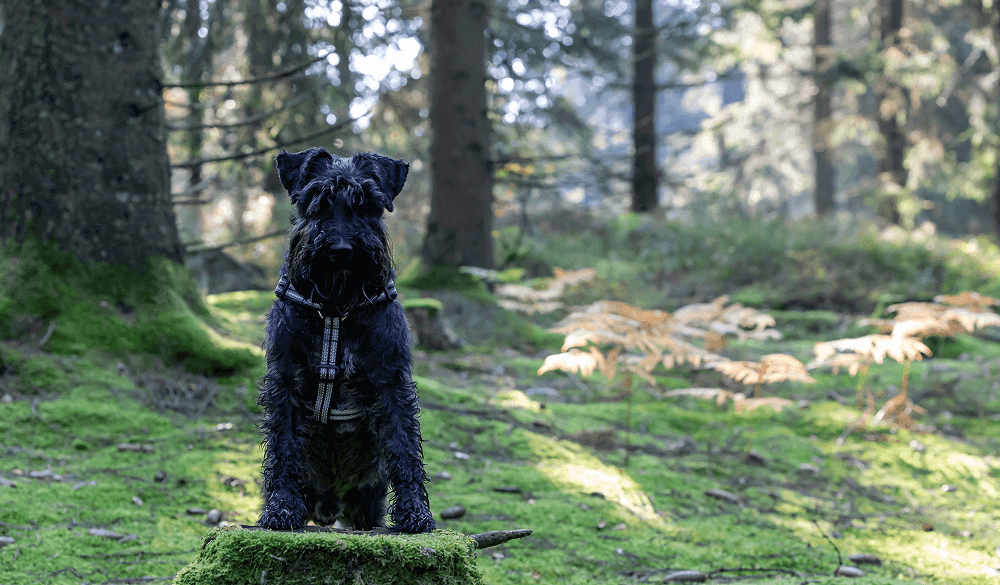 Black schnauzer in a park