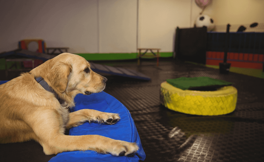 Golden retriever relaxing on trampoline