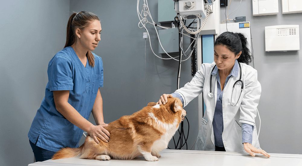 Veterinarian taking care of pet dog